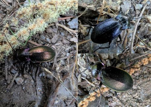 Carabus nemoralis